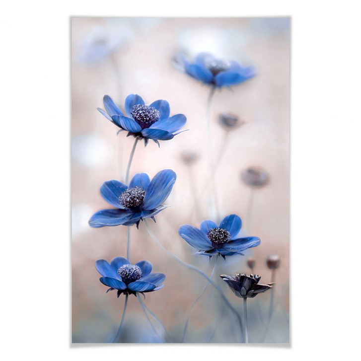 Poster Disher - Blue Cosmos - WA159705