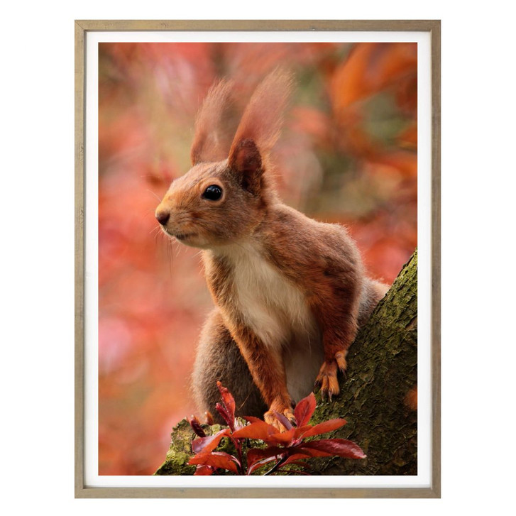 Poster - Eichhörnchen 01 - WA237311