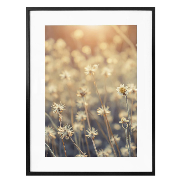 Poster Mexican Daisy - Close up - WA304646
