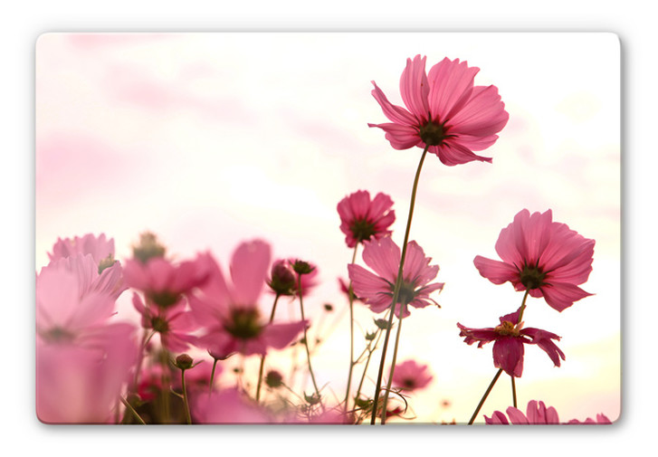 Glasbild Pinke Kosmeen - WA126787