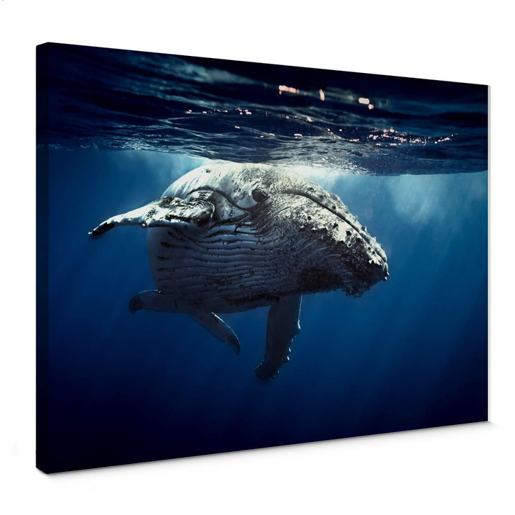 Leinwandbild Buckelwal auf Tauchgang - WA359821