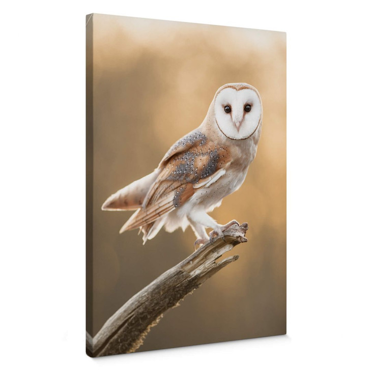 Leinwandbild van Duijn - Schleiereule in goldenem Licht - WA378307