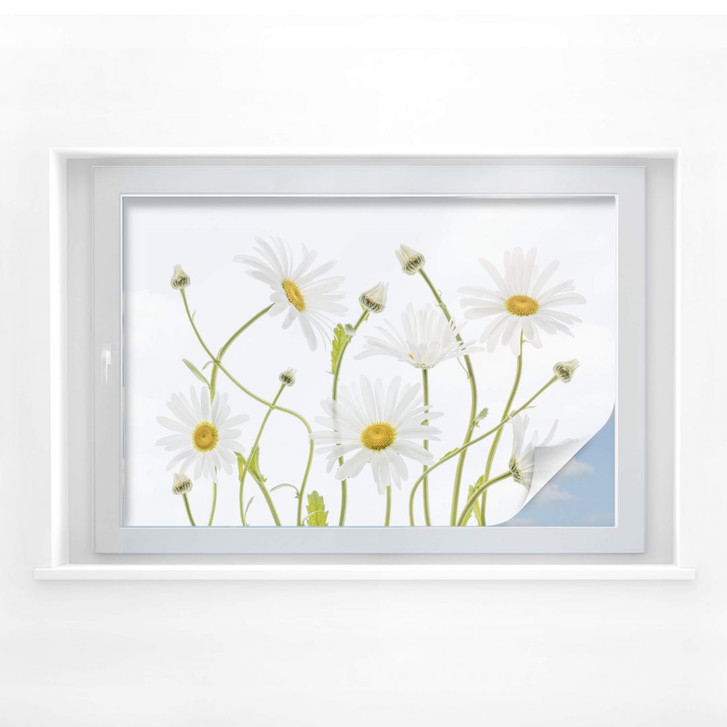Sichtschutzfolie Disher - Ox eye Daisies - WA290119