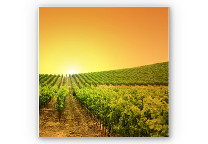 Wandbild Sonnenuntergang im Weinberg - WA195608