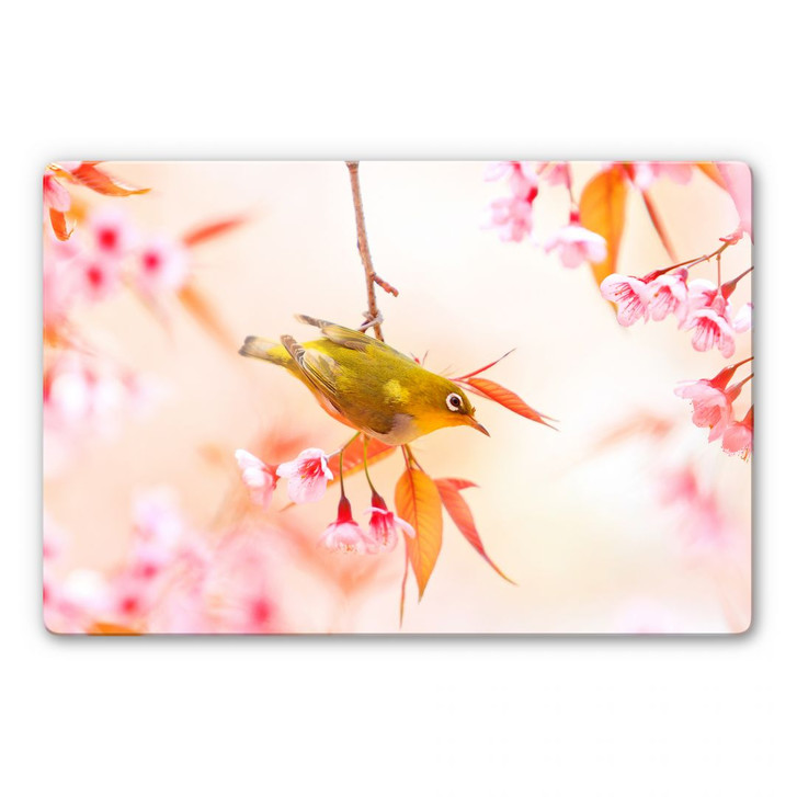 Glasbild Vogelgezwitscher in der Kirschblüte - WA128777