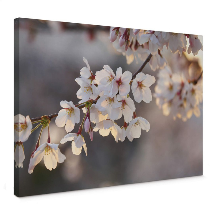 Leinwandbild Kirschblütenzweig - WA366716