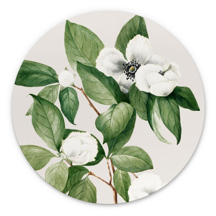 Wandbild Botanik Illustration einer Scheinkamelie - Walcott - Alu-Dibond - Rund - WA395234