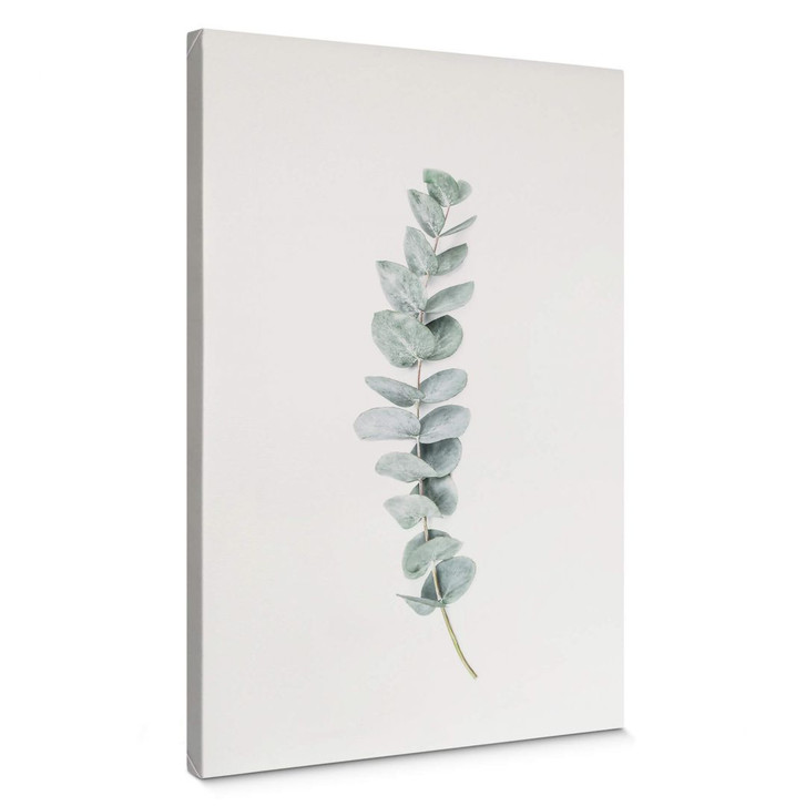 Leinwandbild Sisi & Seb - Eukalyptus: Ein Zweig - WA374862