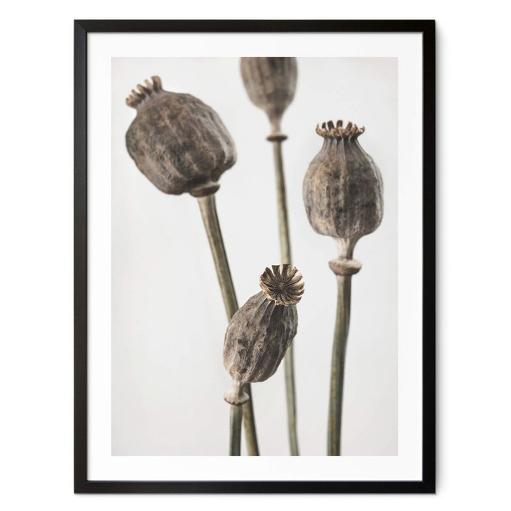 Poster 1X Studio - Getrocknete Mohnköpfe - WA378721