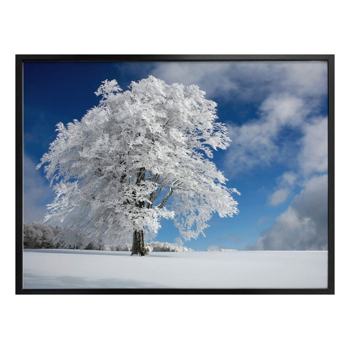 Poster Schumacher - Weisse Windbuche im Schwarzwald - WA304684