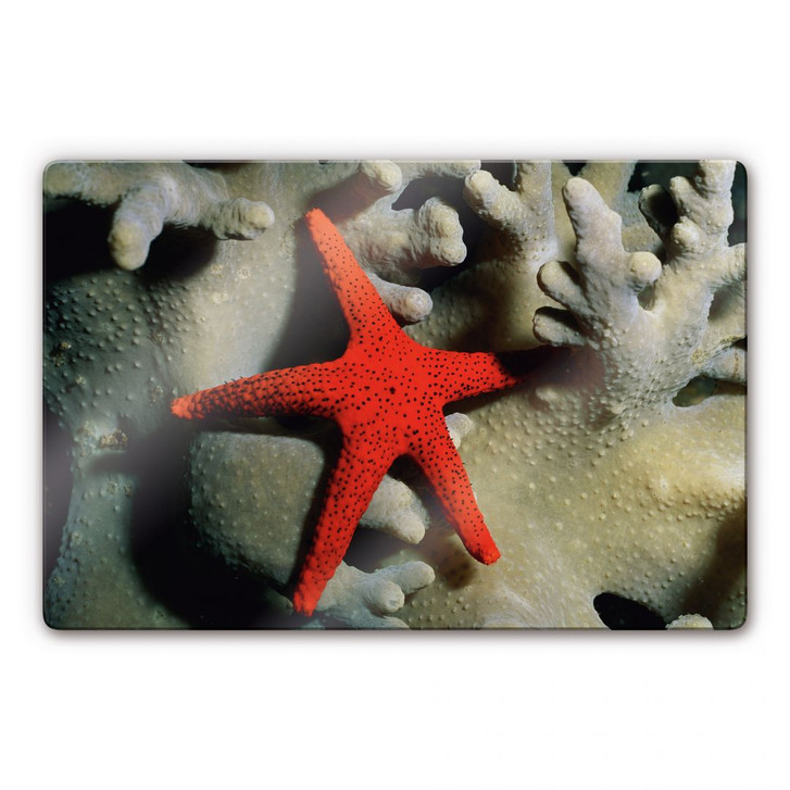 Glasbild Roter Seestern - WA127107