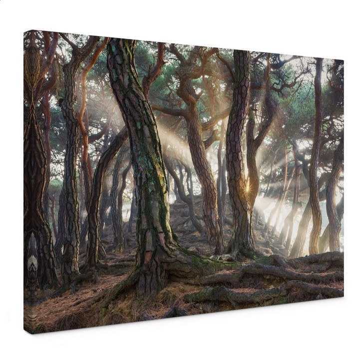 Leinwandbild Heiliger Kiefernwald - Ryu - WA432762