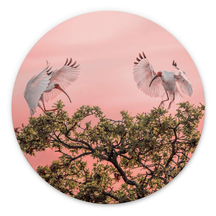 Rundes Wandbild Zhao - Vogelpärchen im Sonnenuntergang - Alu-Dibond - WA393705