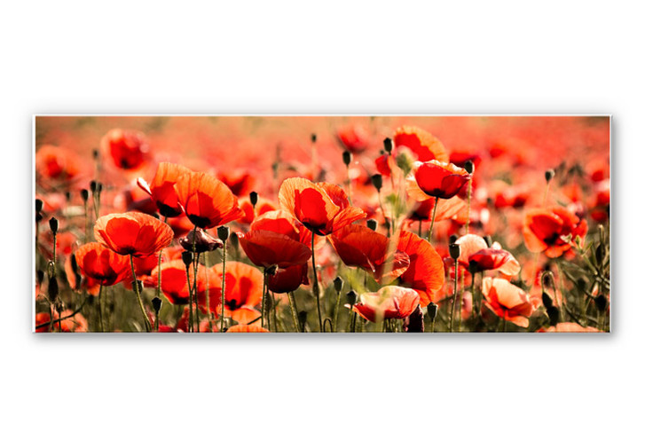 Wandbild Poppy Field - Panorama - WA195242