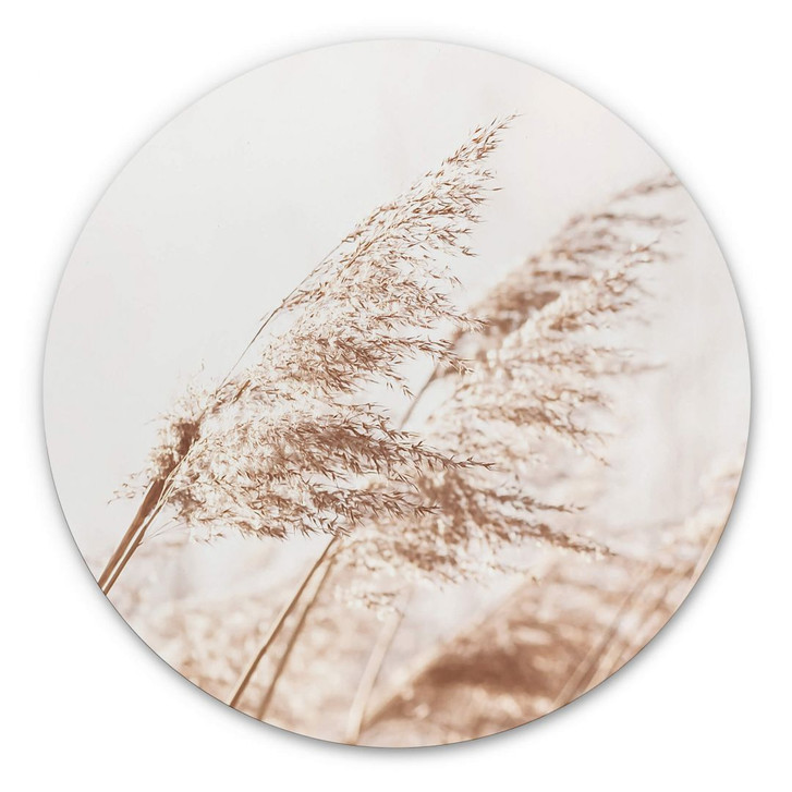 Alu-Dibond Gräser im Wind - Rund - WA344767