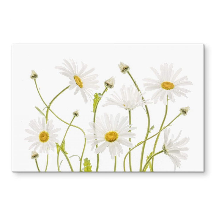 Glasbild Disher - Ox eye Daisies - WA288870