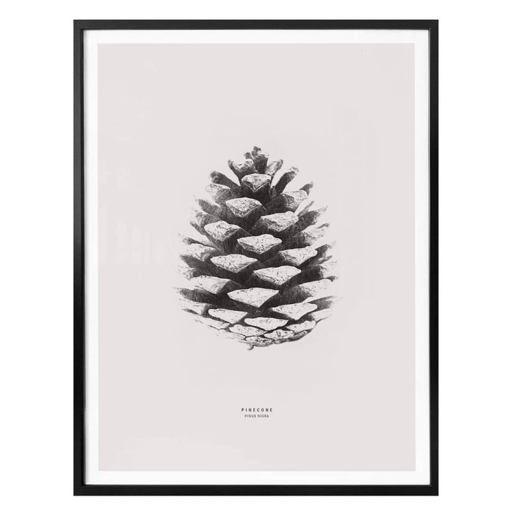 Poster Kiefernzapfen - WA323315