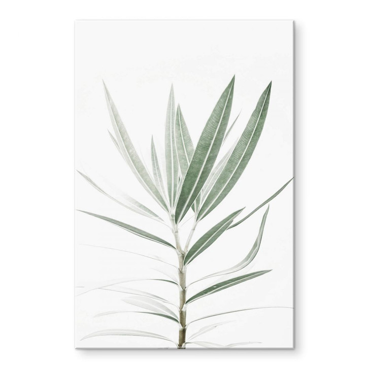 Acrylglasbild Sisi & Seb - Oleander - WA297388