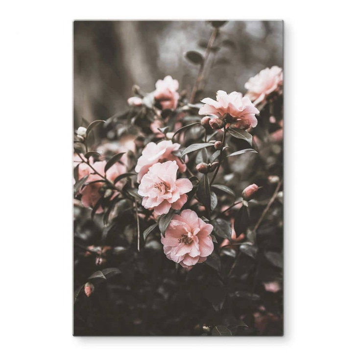 Glasbild Annie - Rosenstrauch - WA320422