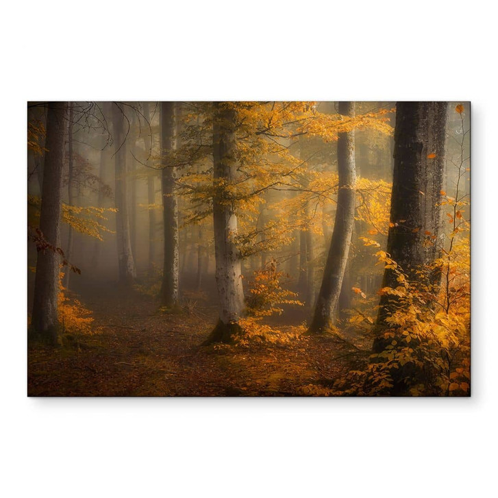 Wandbild Goldene Blätter im nebligen Wald - Maier - Alu-Dibond - WA441326