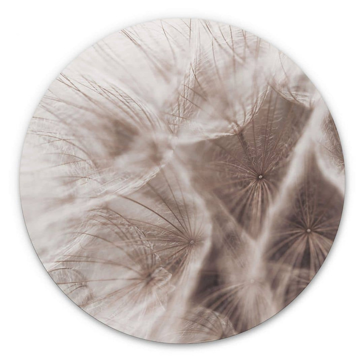 Alu-Dibond Pusteblume Close Up - Rund - WA330856