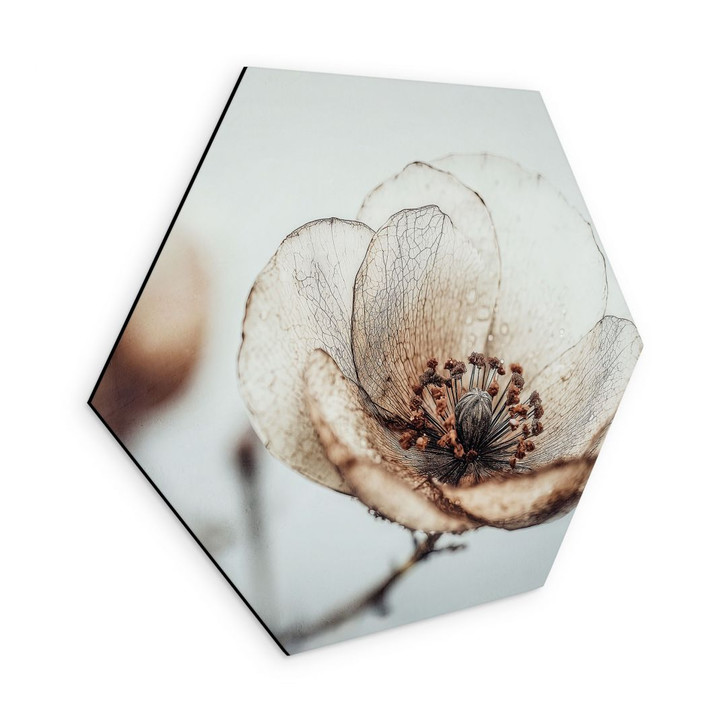 Hexagon Wandbild Trockenblüte Beige Naturpoesie - Treechild - Alu-Dibond - WA492352