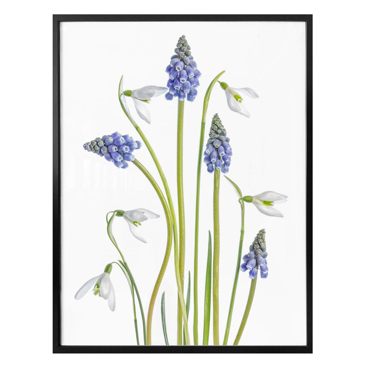 Poster Disher - Frühjahrsblüher - WA279770