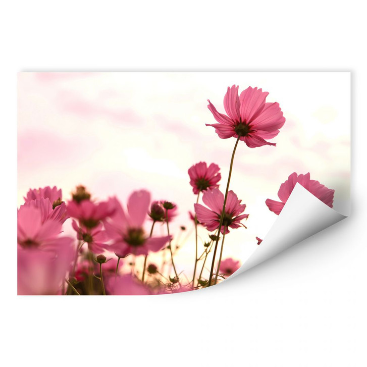 Wallprint Pinke Kosmeen - WA188275