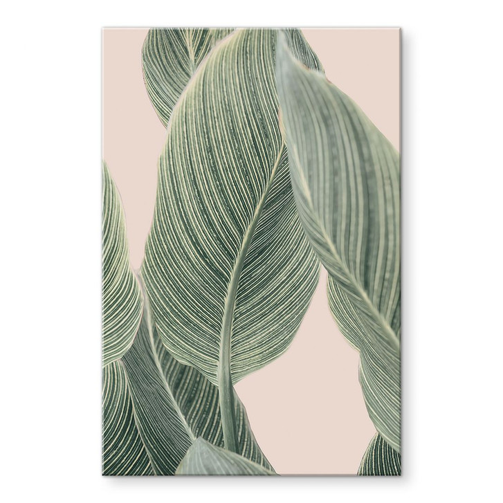 Acrylglasbild Calathea Pflanze - Sisi & Seb - WA421487