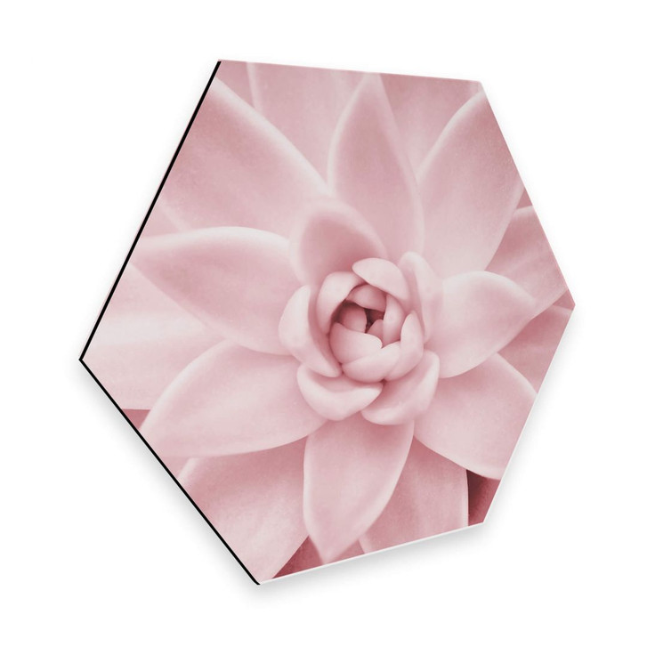 Hexagon - Alu-Dibond - Sisi & Seb - Rosa Sukkulente - WA253127