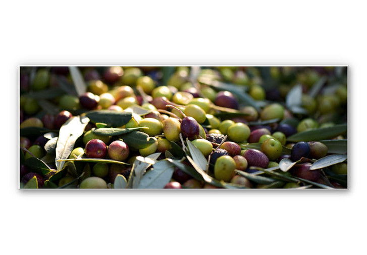 Wandbild Mediterrane Oliven - Panorama - WA194412