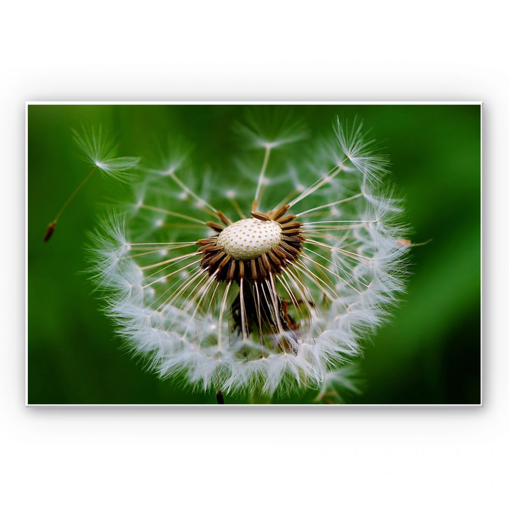 Wandbild Pusteblume im Wind - WA195256