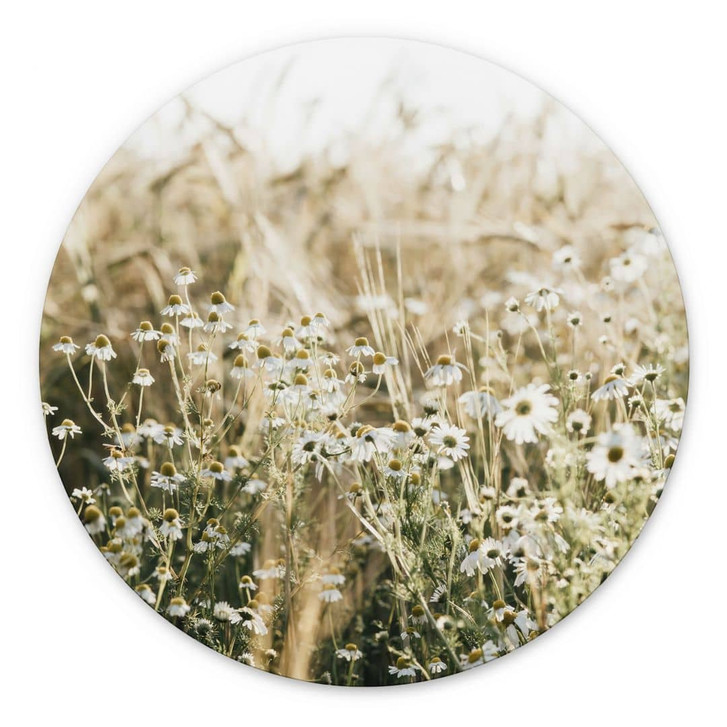 Wandbild Sommerwiese mit Kamille - Annie - Alu-Dibond Rund - WA464701