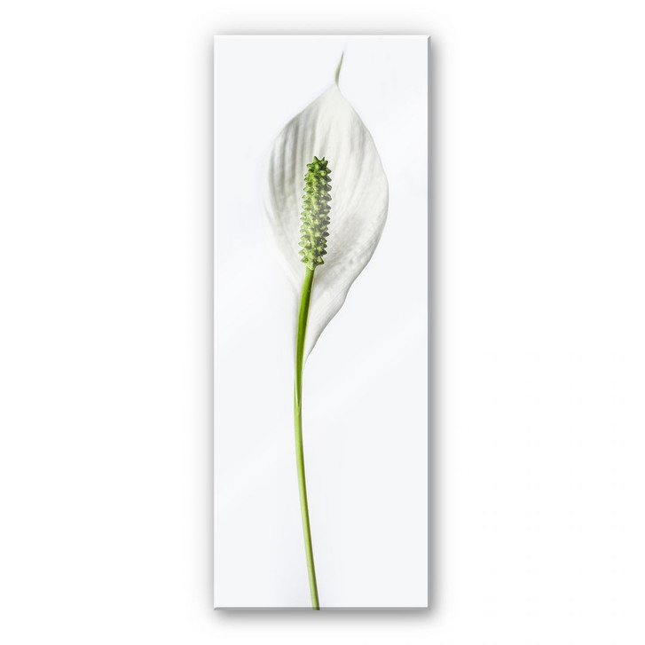 Acrylglasbild Friedenslilie - WA108493