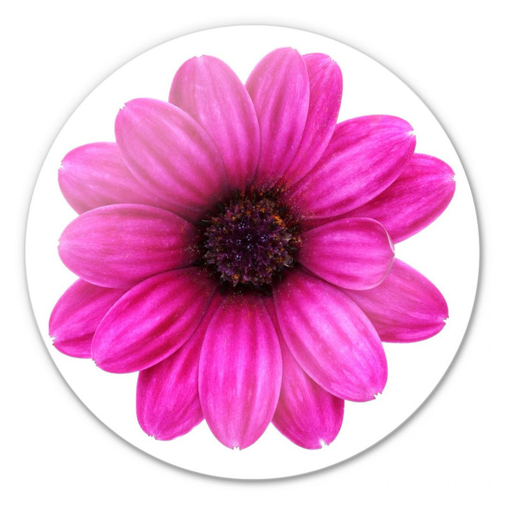 Glasbild Gerbera pink - rund - WA123296