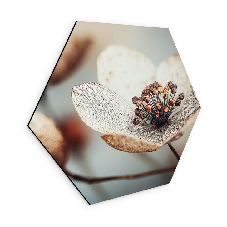 Hexagon Wandbild Boho Trockenblume Makro - Treechild - Alu-Dibond - WA492336