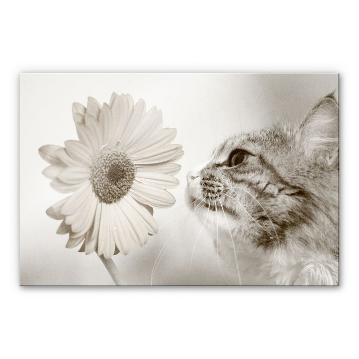 Acrylglasbild Katzenneugier - WA484673