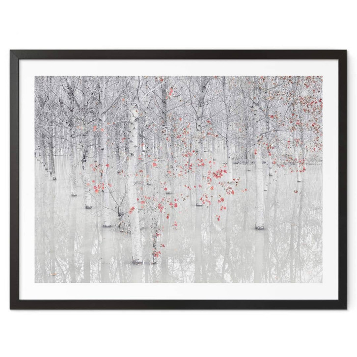 Poster Carozzi - Weisser Birkenwald mit roten Blättern - WA348709