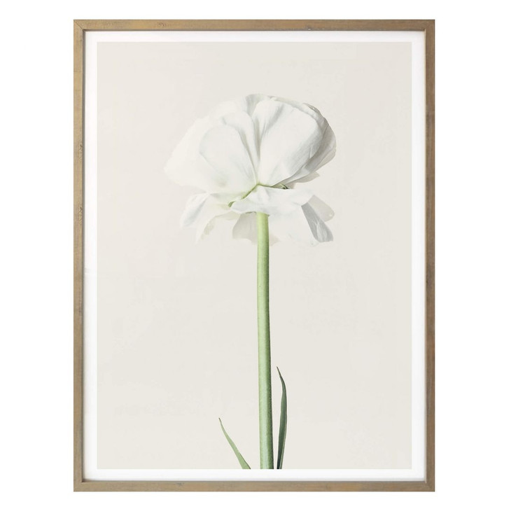 Poster Ranunkel 03 - WA258822