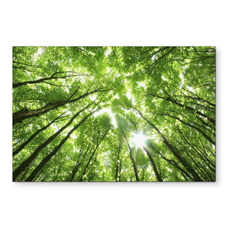 Wandbild Baumkronen im Wald - Alu-Dibond - WA423357