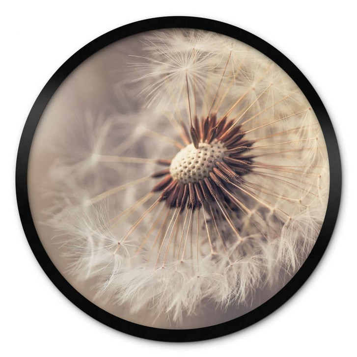 Poster Delgado - Pusteblume - Rund - WA337131