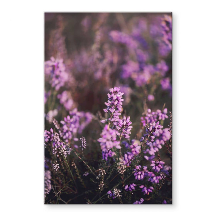Acrylglasbild Floral-romantisch - Lila Heideblüte im warmen Licht - Annie - WA464107