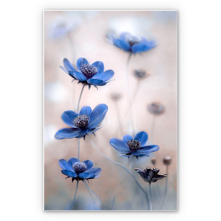 Wandbild Disher - Blue Cosmos - WA192211