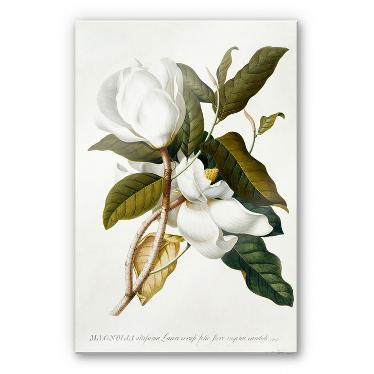 Acrylglasbild Ehret - Magnolie - WA108188