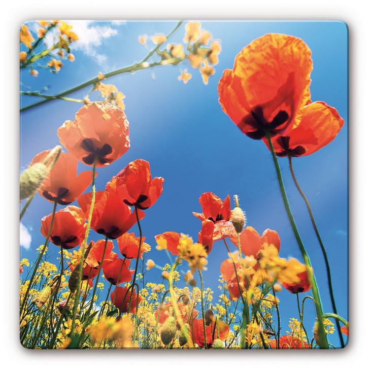 Glasbild Mohnblumen im Rapsfeld - WA125625