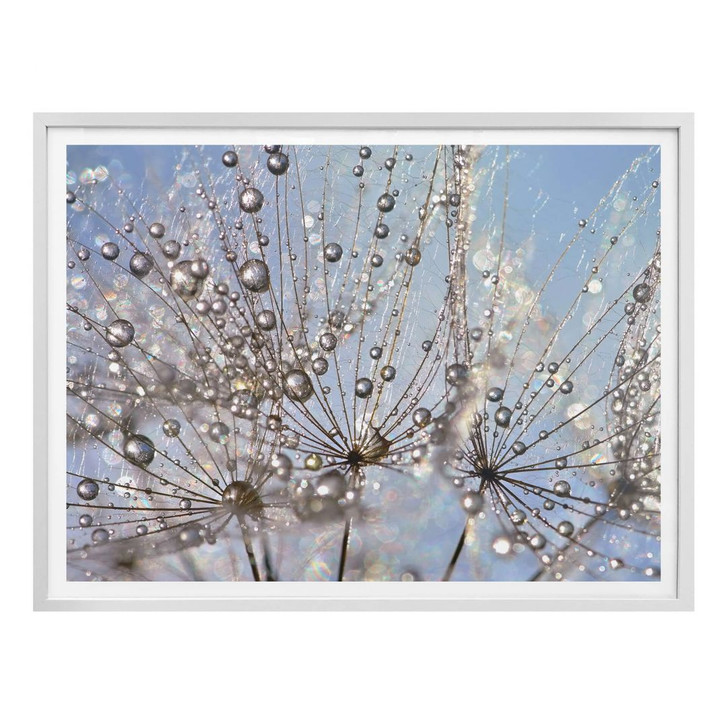 Poster Delgado - Wassertropfen in der Pusteblume - WA279648