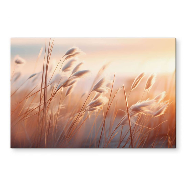 Acrylglasbild Dünengras in der Abendsonne - Treechild - WA464152