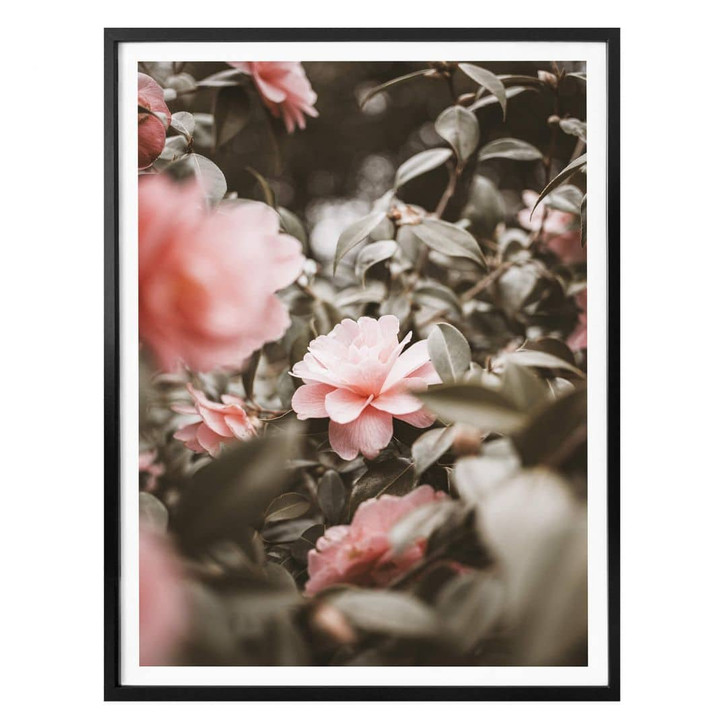 Poster Annie - Rosenblüte - WA322613