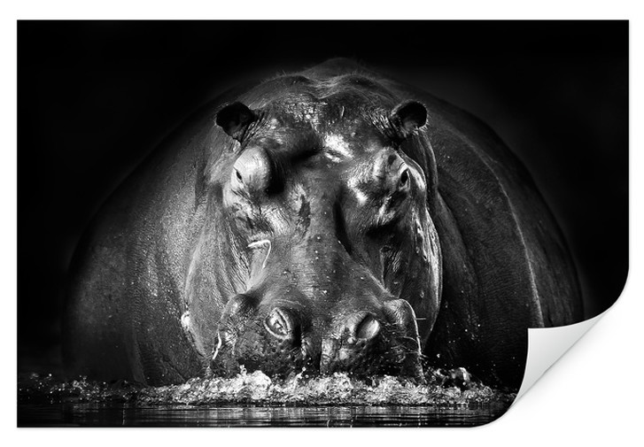 Wallprint Golob - Prustendes Nilpferd - WA250277