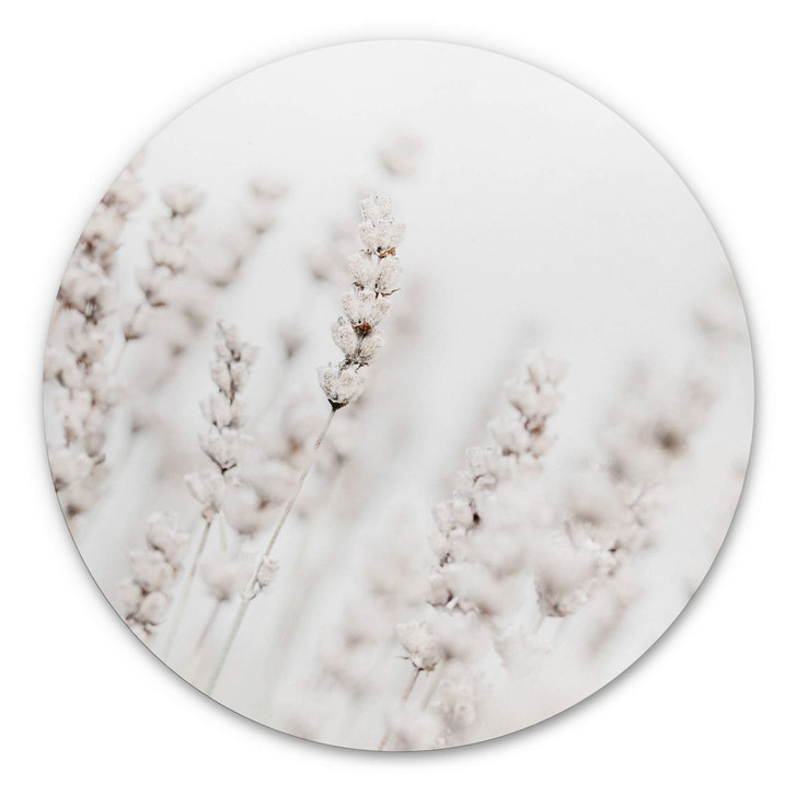 Alu-Dibond 1X Studio - Feine Gräser - Rund - WA344659